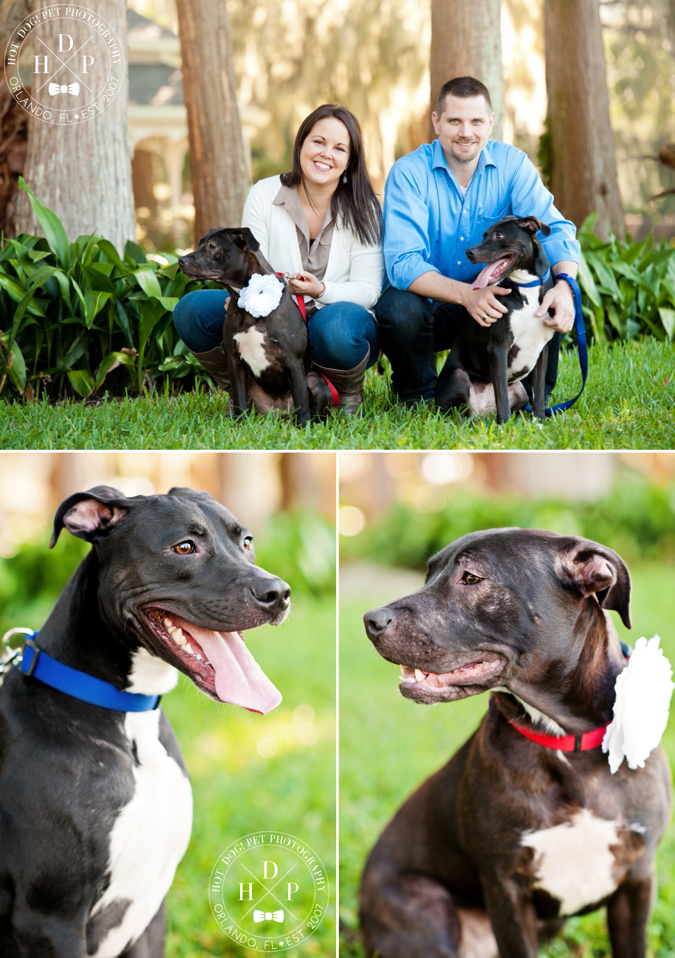 Orlando Pet Photography