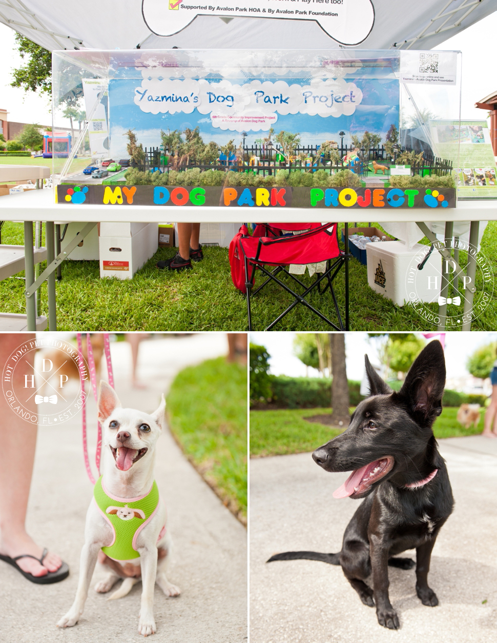 Bark in Avalon Park | Community Dog Walk Event