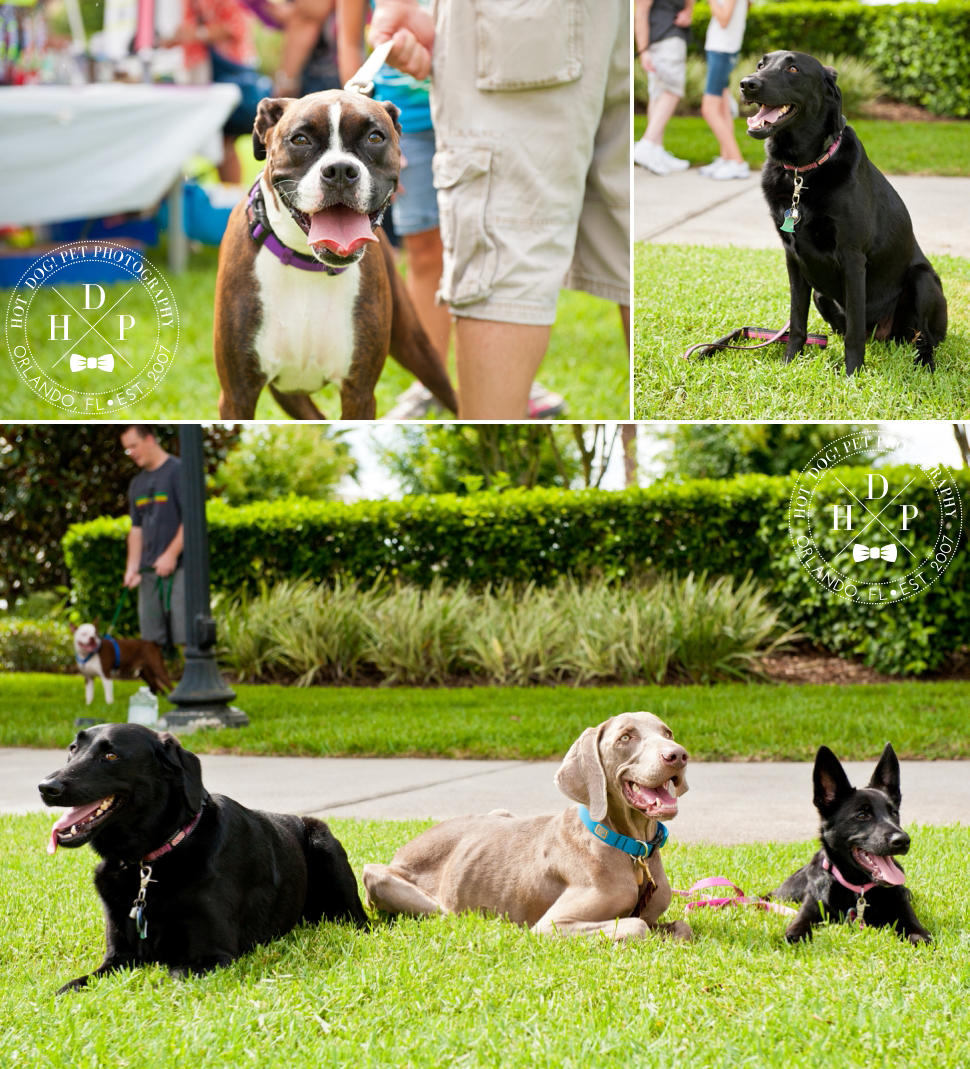 Bark in Avalon Park | Community Dog Walk Event