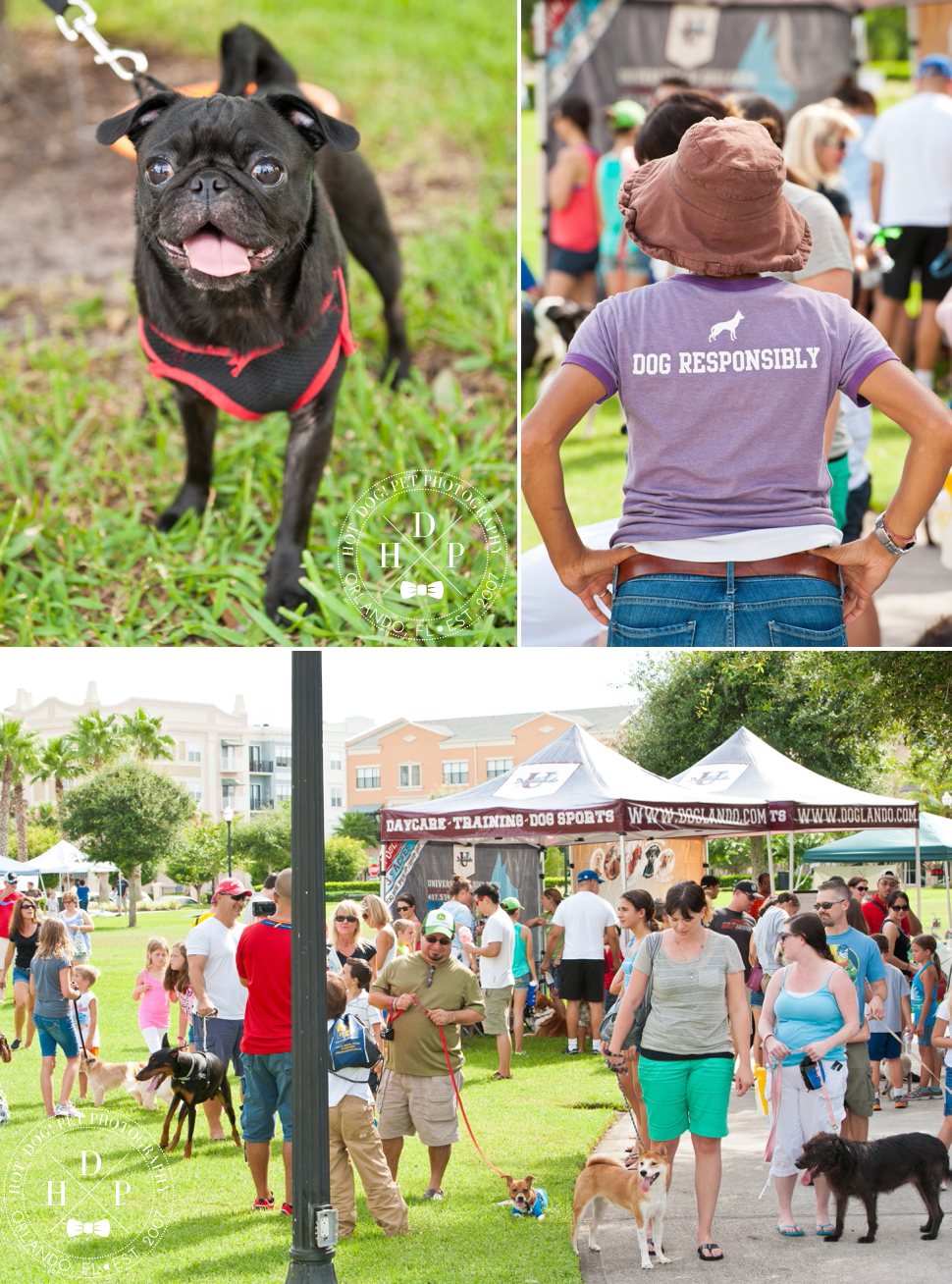 Bark in Avalon Park | Community Dog Walk Event