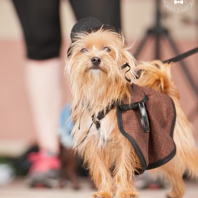 Bark in Avalon Park | Community Dog Walk Event