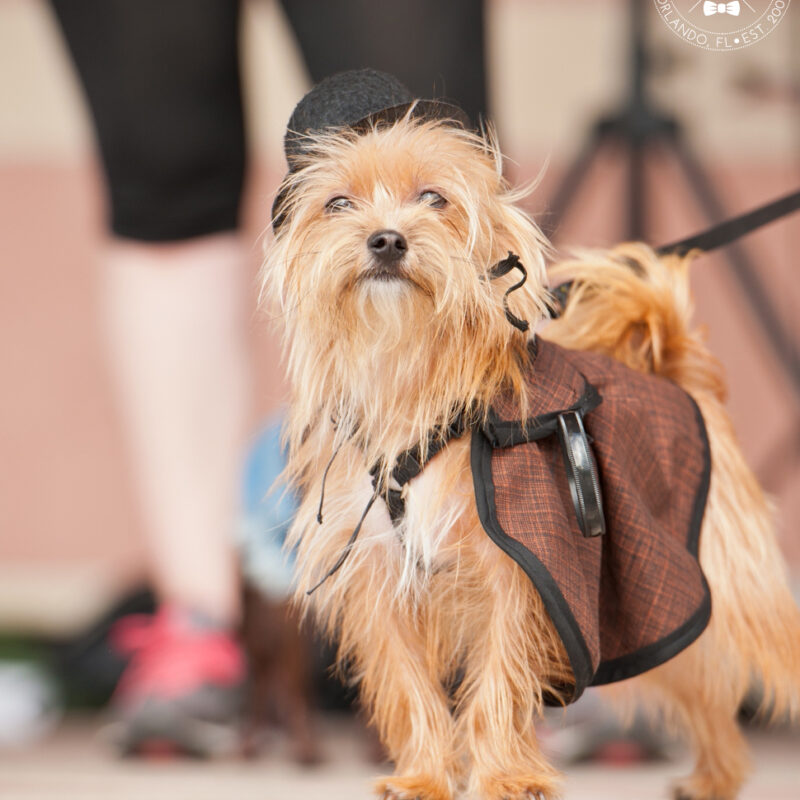 Bark in Avalon Park | Community Dog Walk Event
