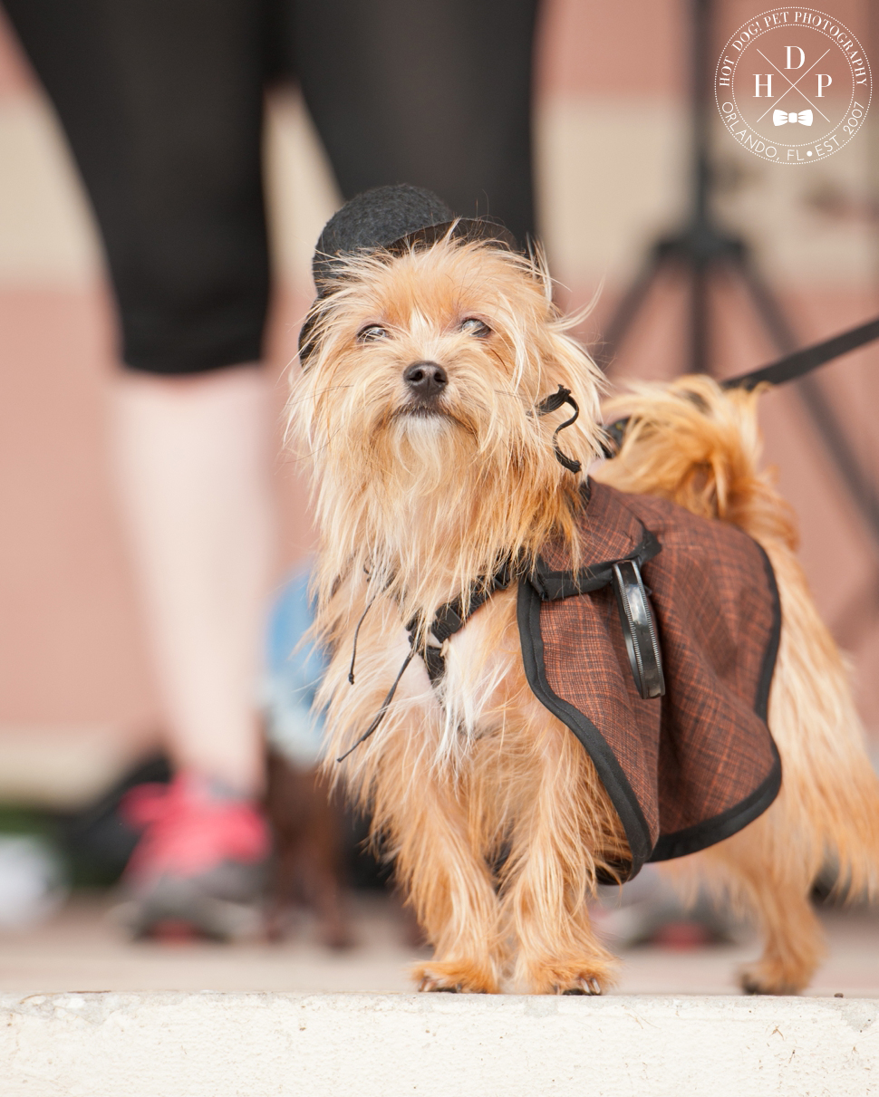 Bark in Avalon Park | Community Dog Walk Event