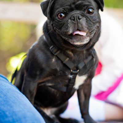 Stitch & Cowboy | Lake Mary Dog Photography