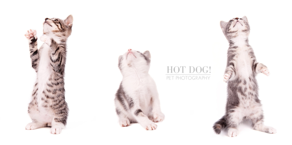 Orlando Pet Photography - Foster Kittens