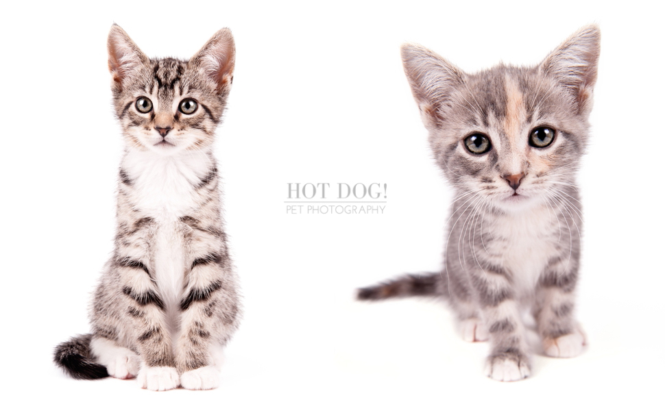 Orlando Pet Photography - Foster Kittens