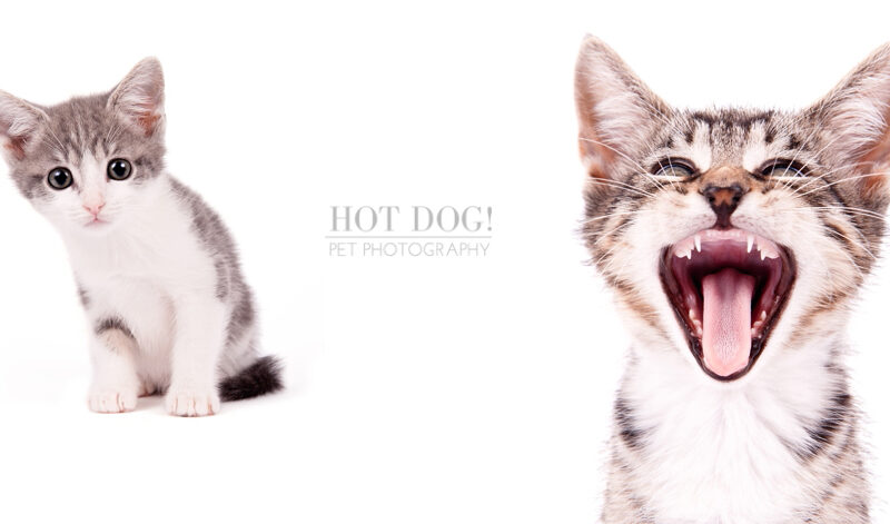 Jack, Gus & Ella | The Foster Kittens