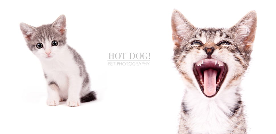 Orlando Pet Photography - Foster Kittens