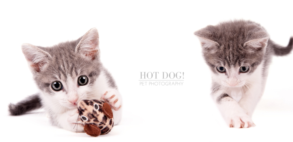 Orlando Pet Photography - Foster Kittens