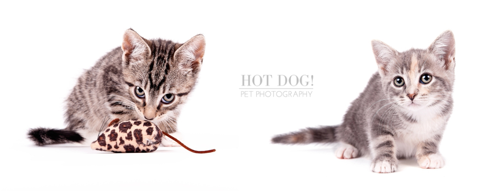 Orlando Pet Photography - Foster Kittens