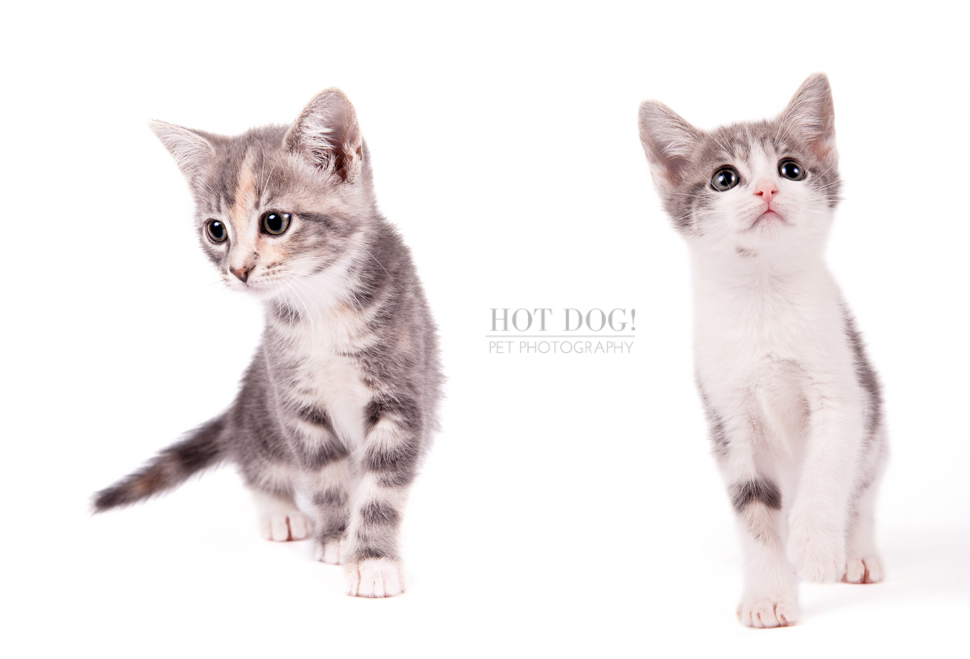Orlando Pet Photography - Foster Kittens