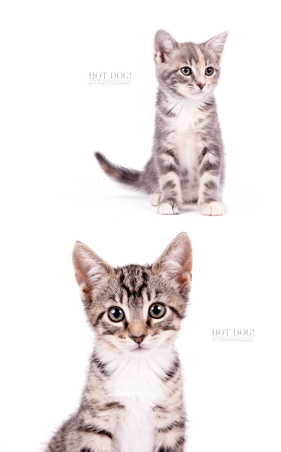 Orlando Pet Photography - Foster Kittens