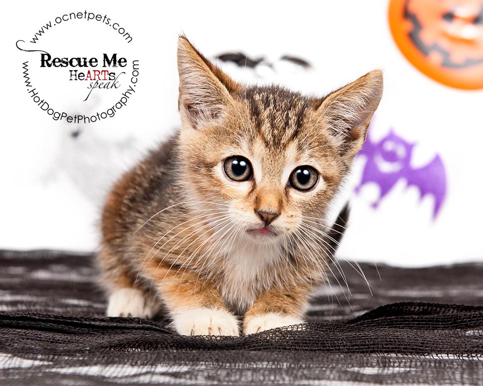 Cat Spooktakular | Adoptable Cats in Orlando, Florida