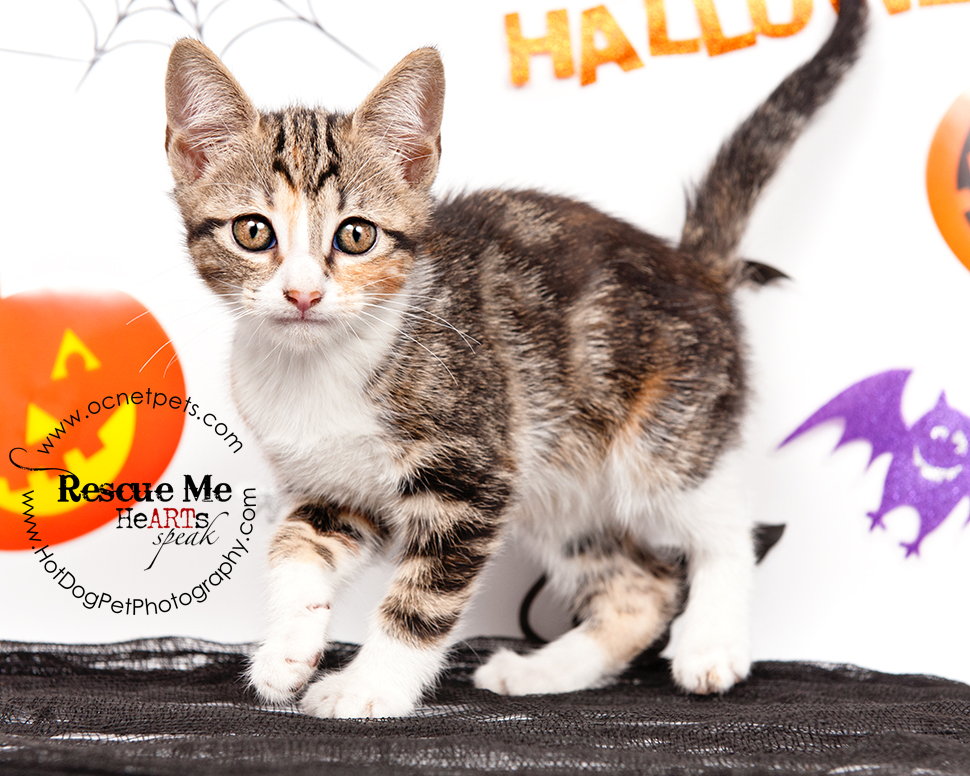 Cat Spooktakular | Adoptable Cats in Orlando, Florida