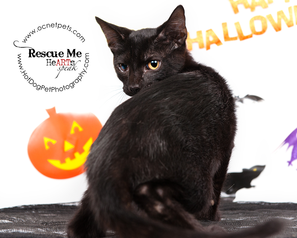 Cat Spooktakular | Adoptable Cats in Orlando, Florida