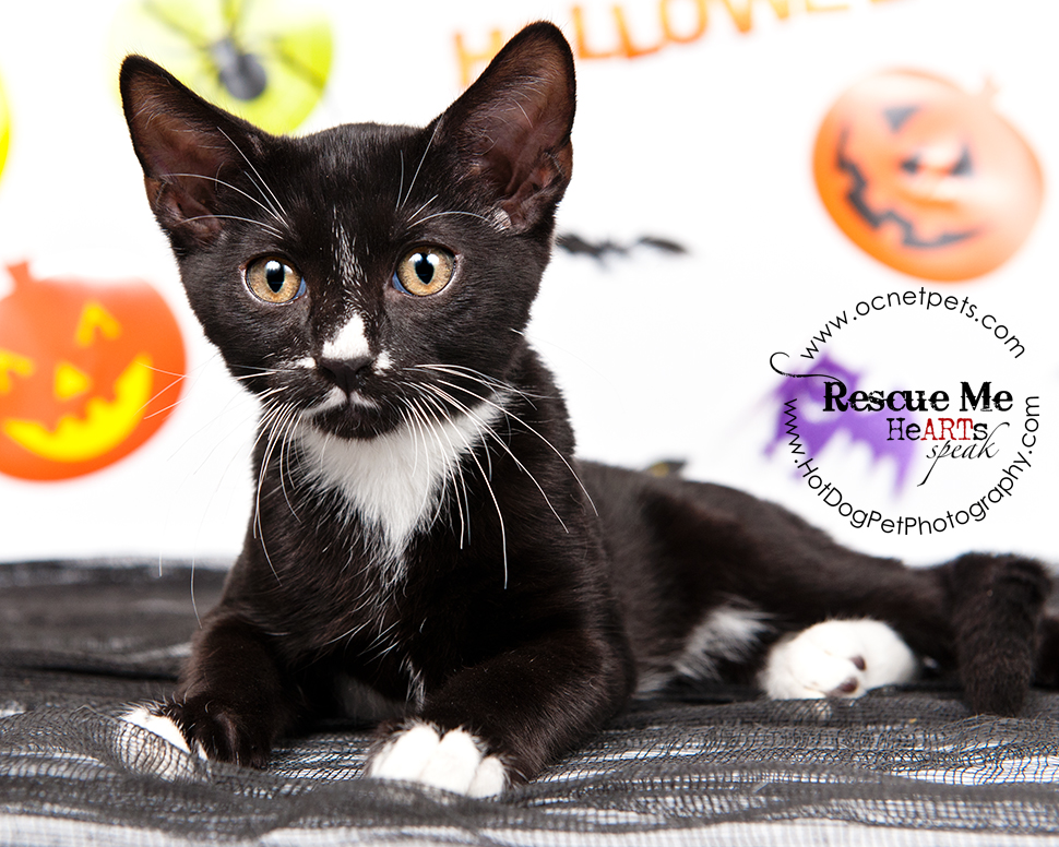 Cat Spooktakular | Adoptable Cats in Orlando, Florida