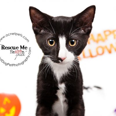 Cat Spooktakular | Adoptable Cats in Orlando, Florida