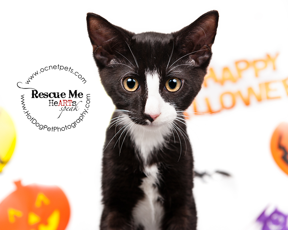 Cat Spooktakular | Adoptable Cats in Orlando, Florida