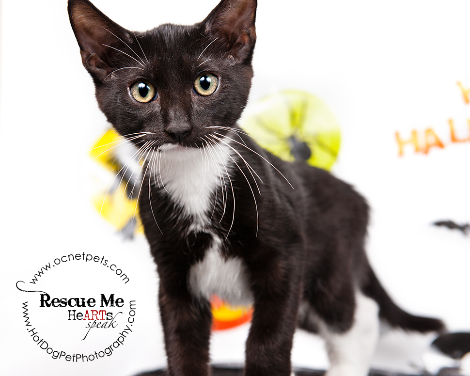 Cat Spooktakular | Adoptable Cats in Orlando, Florida