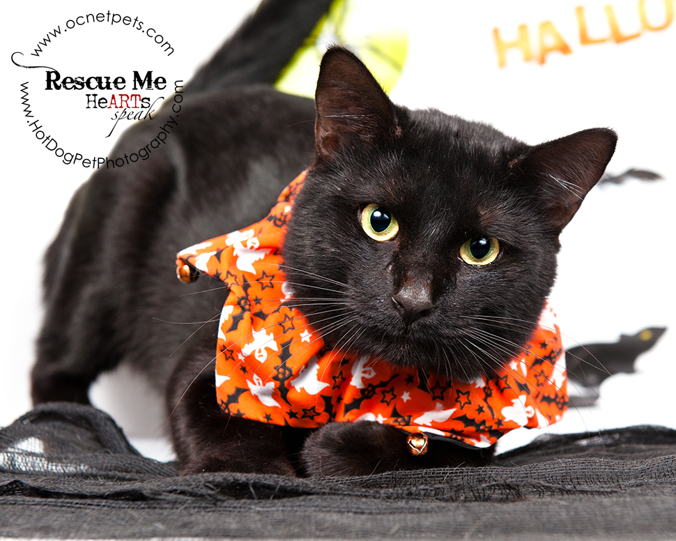 Cat Spooktakular | Adoptable Cats in Orlando, Florida