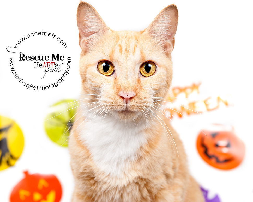 Cat Spooktakular | Adoptable Cats in Orlando, Florida