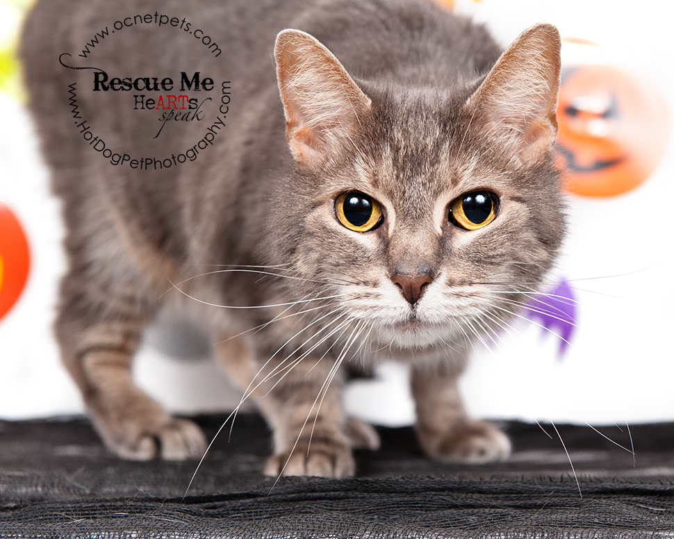 Cat Spooktakular | Adoptable Cats in Orlando, Florida