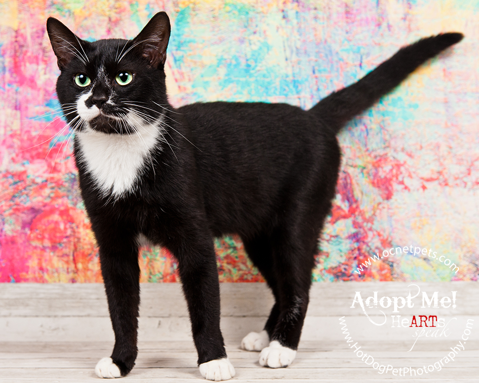 Luck of the Paw | Adoptable Cats in Orlando