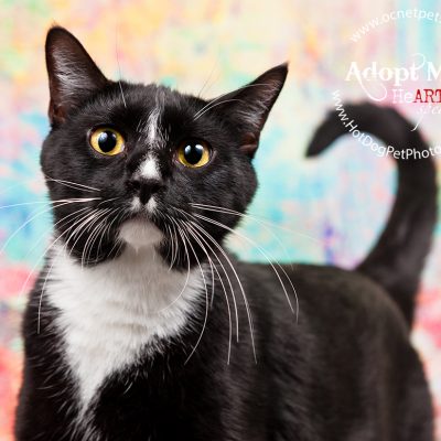 Luck of the Paw | Adoptable Cats in Orlando