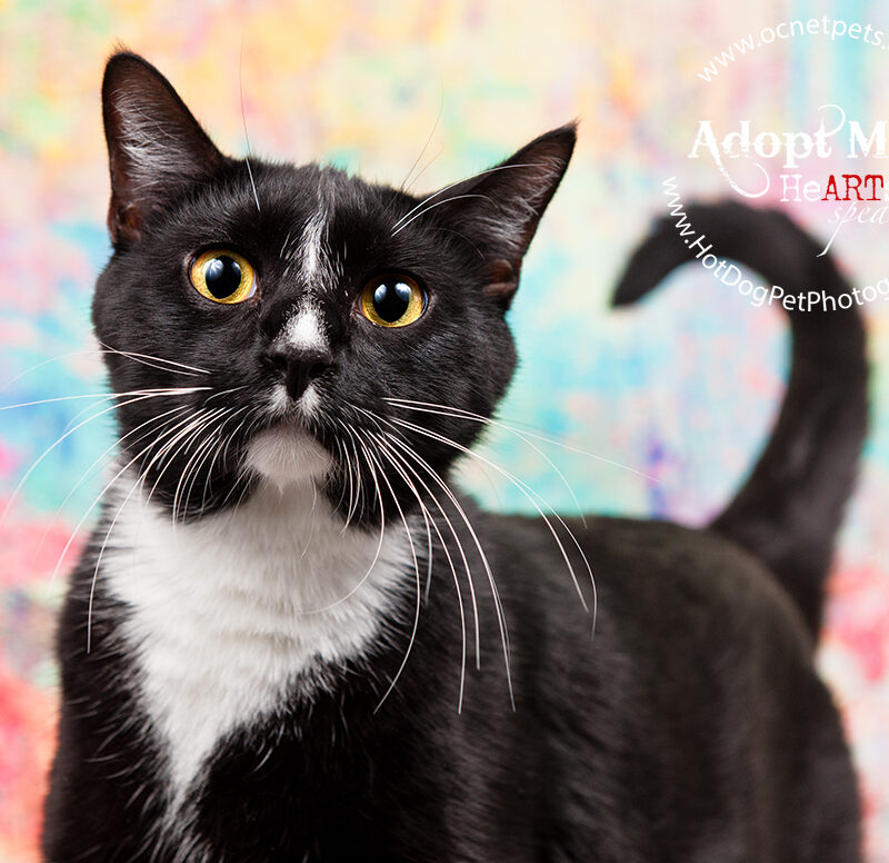 Luck of the Paw | Adoptable Cats in Orlando