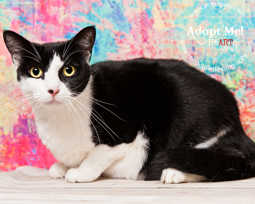 Luck of the Paw | Adoptable Cats in Orlando