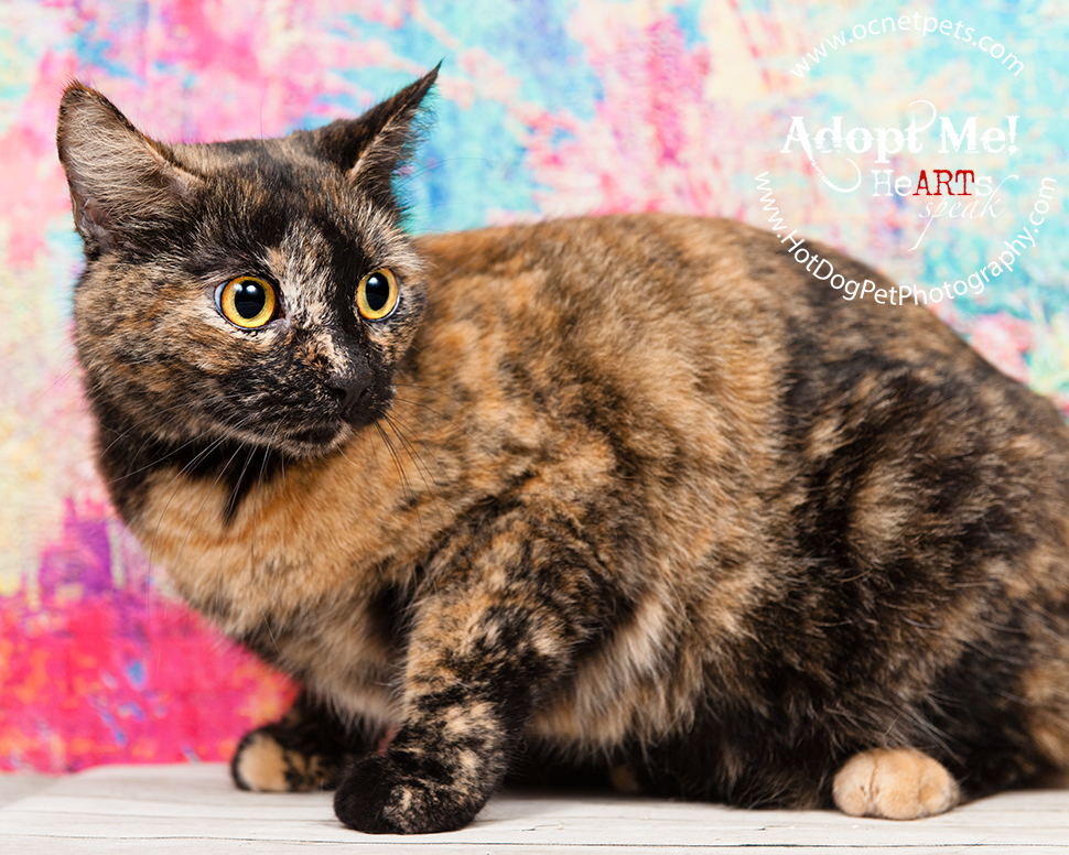 Luck of the Paw | Adoptable Cats in Orlando