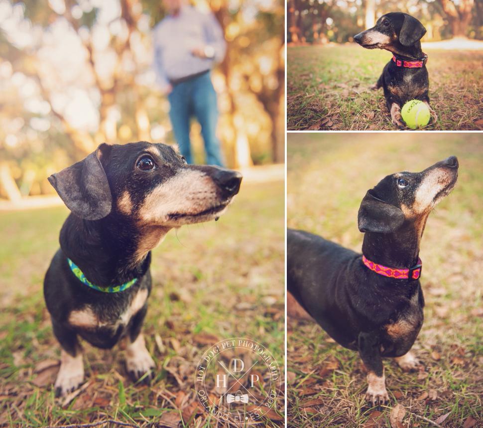 Sadie & Sawyer | East Orlando Pet Photography