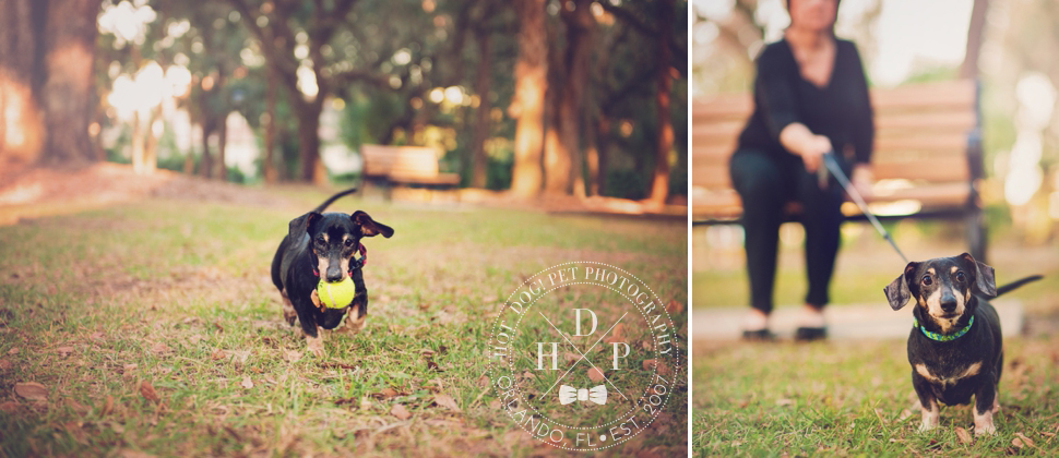 Sadie & Sawyer | East Orlando Pet Photography