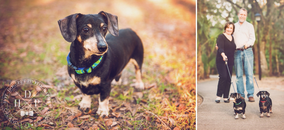 Sadie & Sawyer | East Orlando Pet Photography