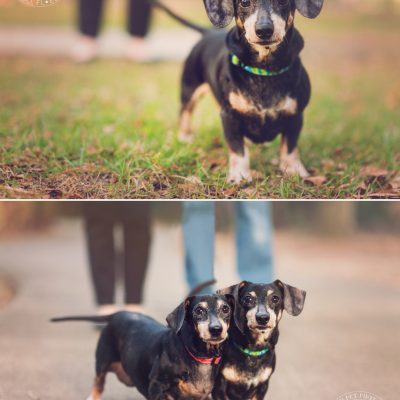 Sadie & Sawyer | East Orlando Pet Photography