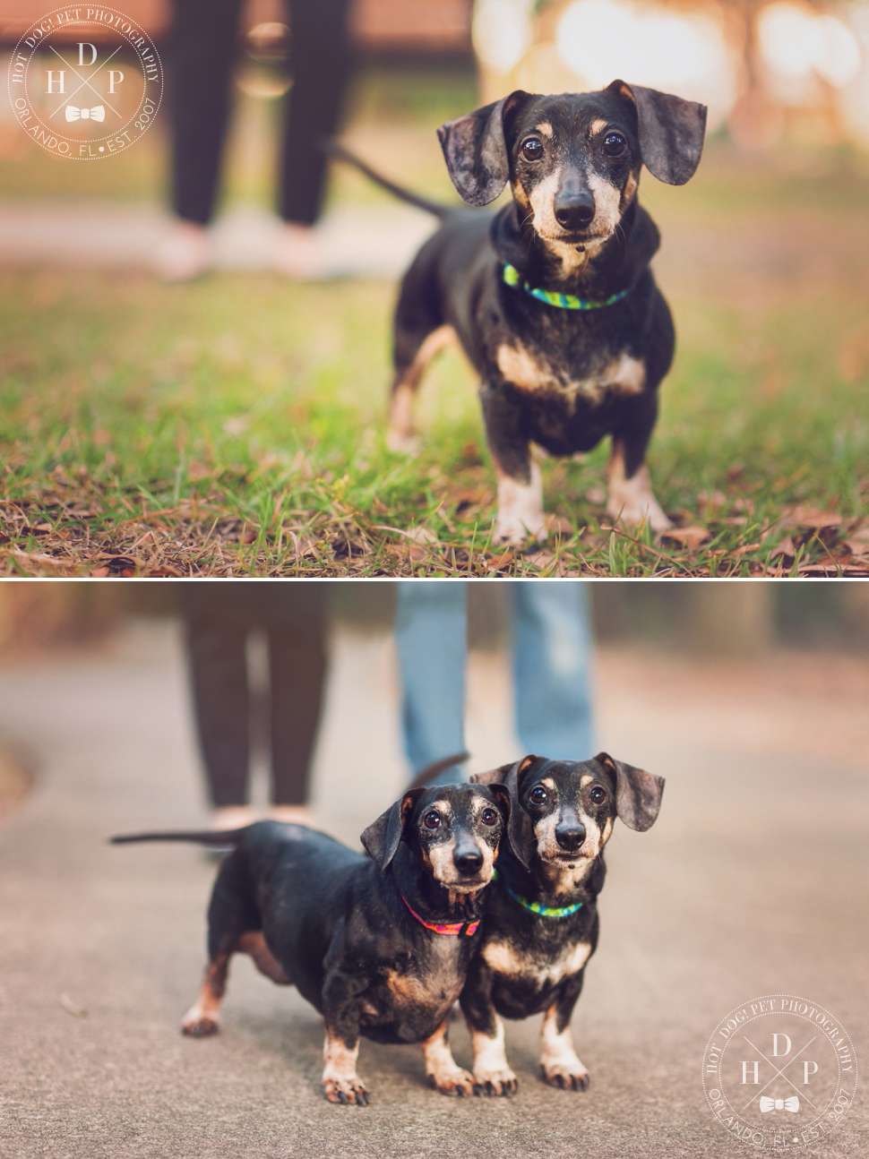 Sadie & Sawyer | East Orlando Pet Photography