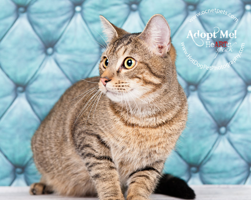 $12 Adoptions for December | Adoptable Cats in Orlando