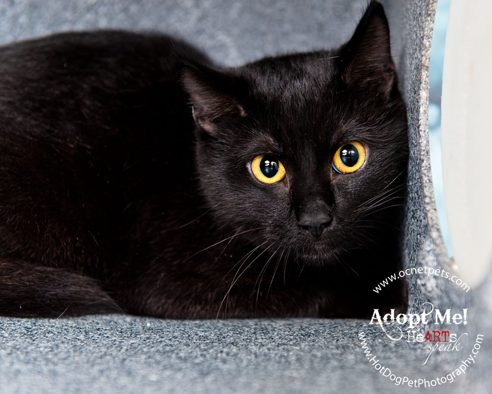 $12 Adoptions for December | Adoptable Cats in Orlando