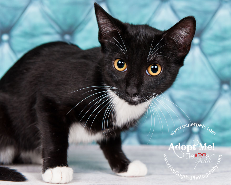 $12 Adoptions for December | Adoptable Cats in Orlando