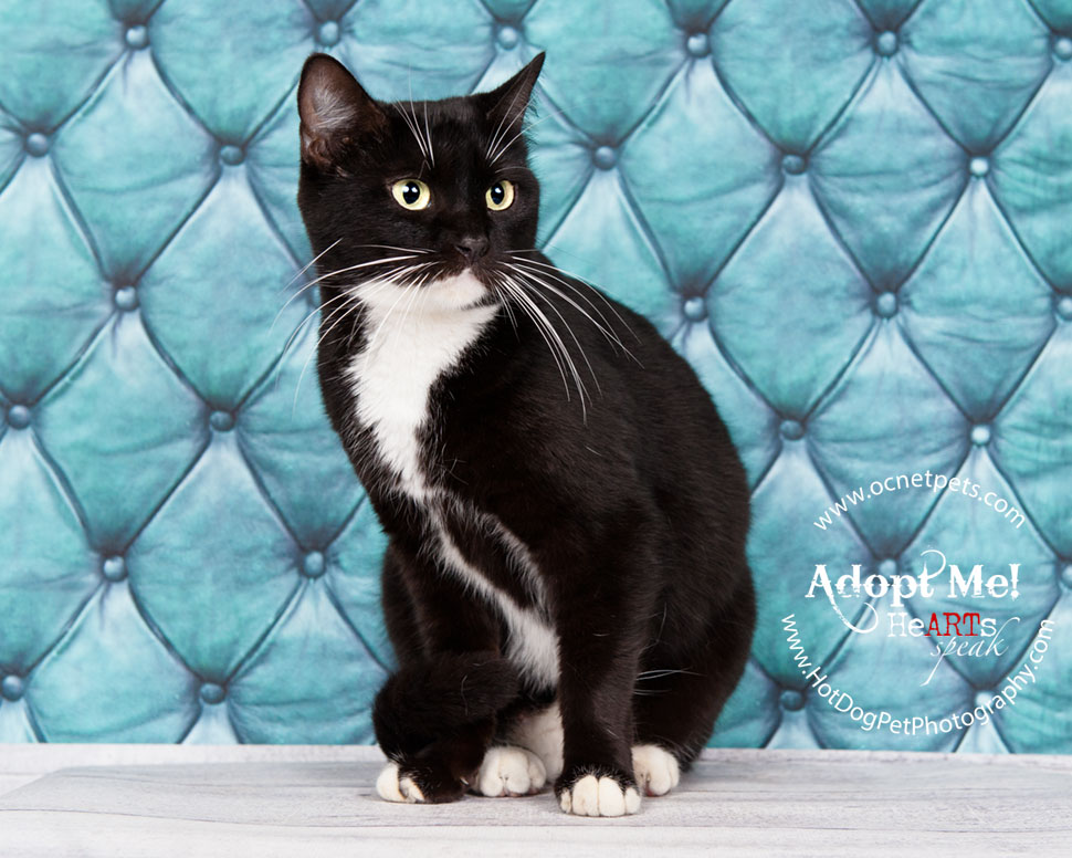 $12 Adoptions for December | Adoptable Cats in Orlando