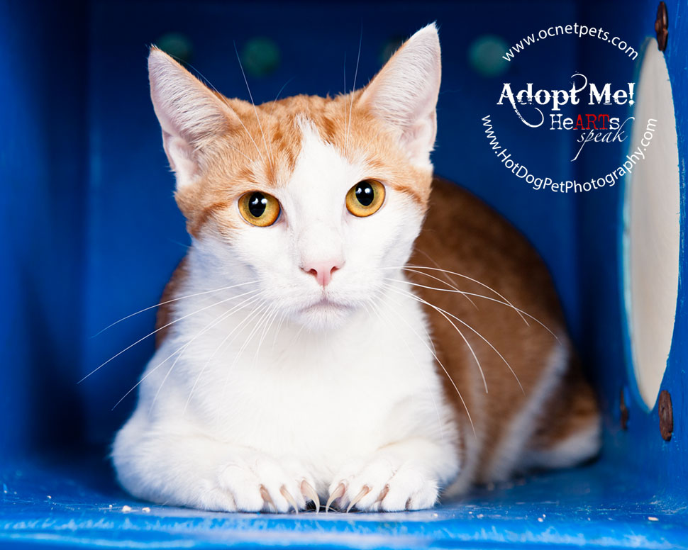 $12 Adoptions for December | Adoptable Cats in Orlando