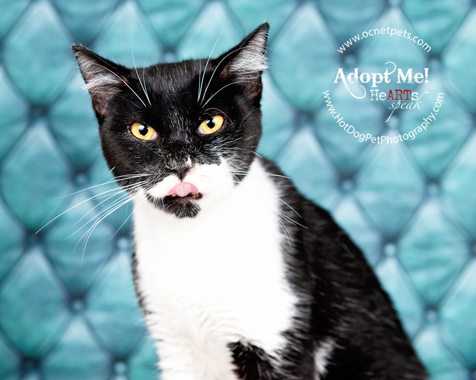 $12 Adoptions for December | Adoptable Cats in Orlando