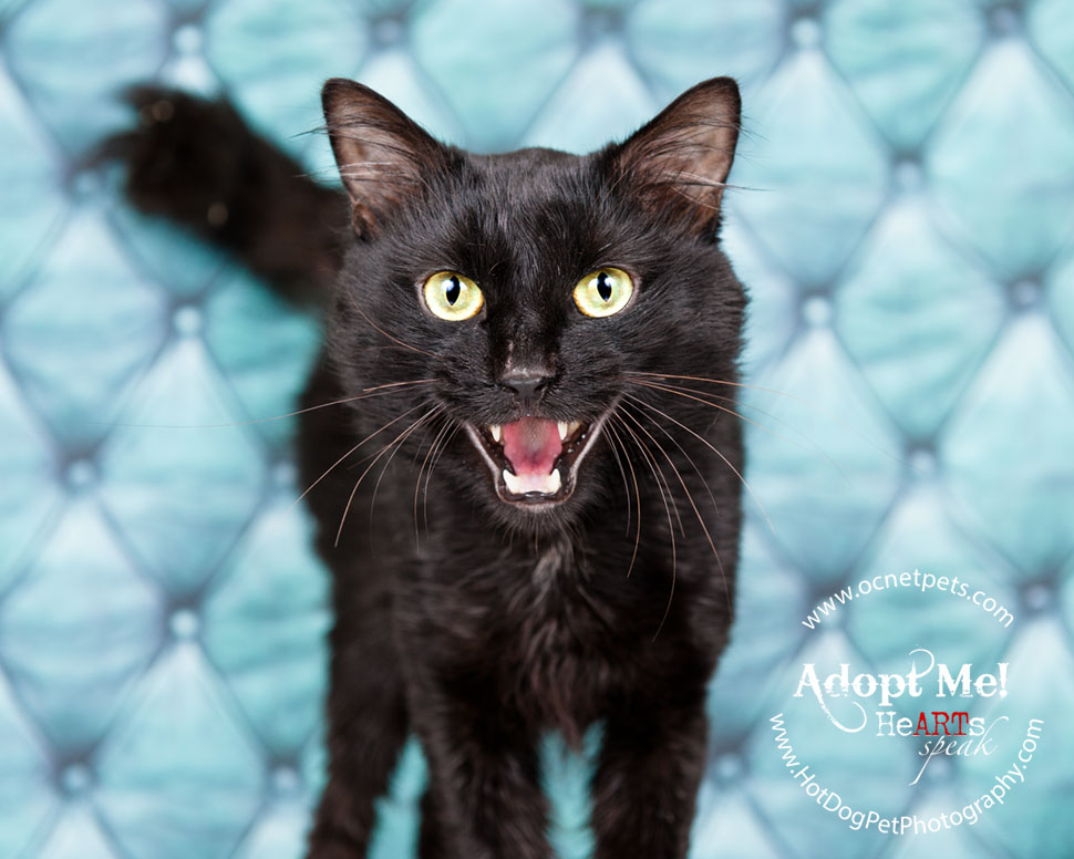 $12 Adoptions for December | Adoptable Cats in Orlando