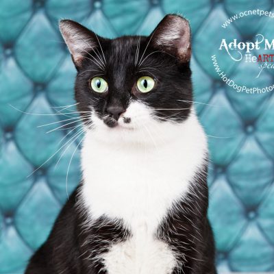 $12 Adoptions for December | Adoptable Cats in Orlando