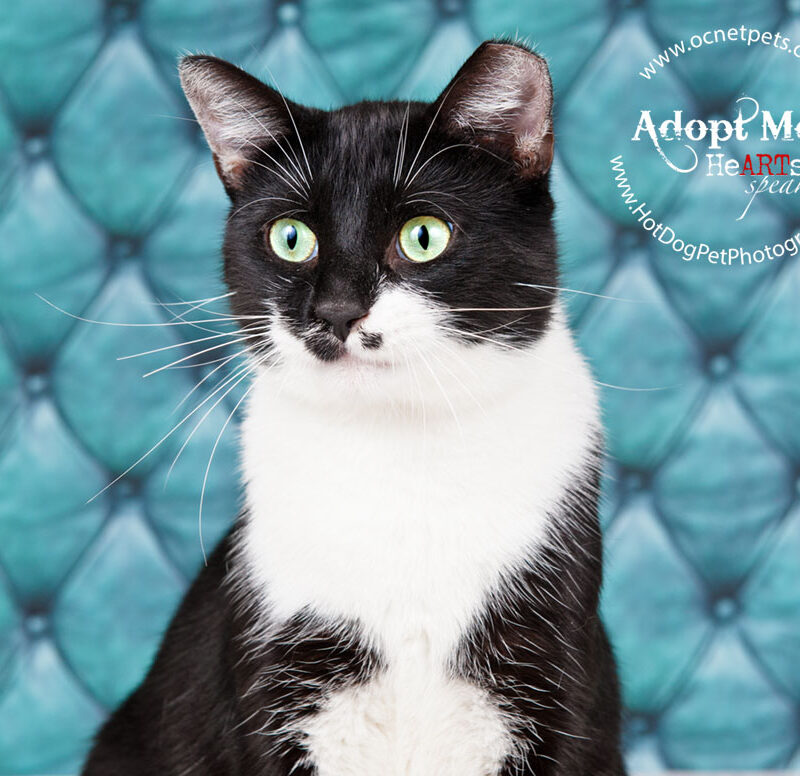 $12 Adoptions for December | Adoptable Cats in Orlando