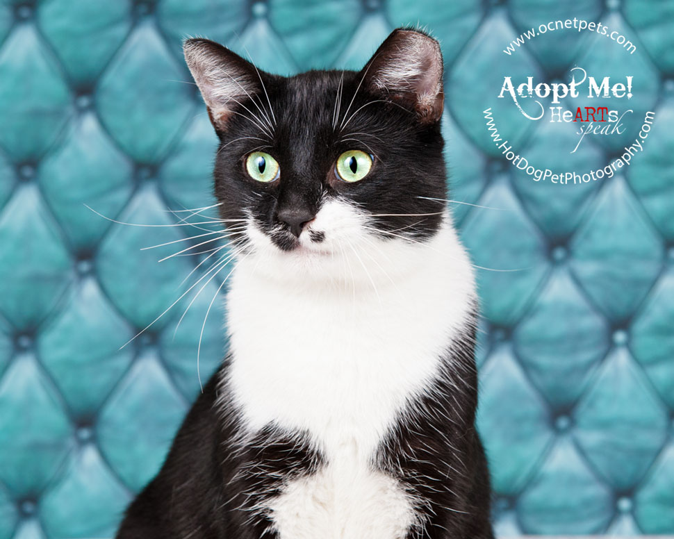 $12 Adoptions for December | Adoptable Cats in Orlando