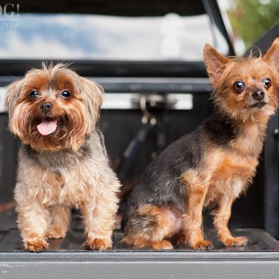 Peanut & Mim the Yorkies | Longwood Pet Photography