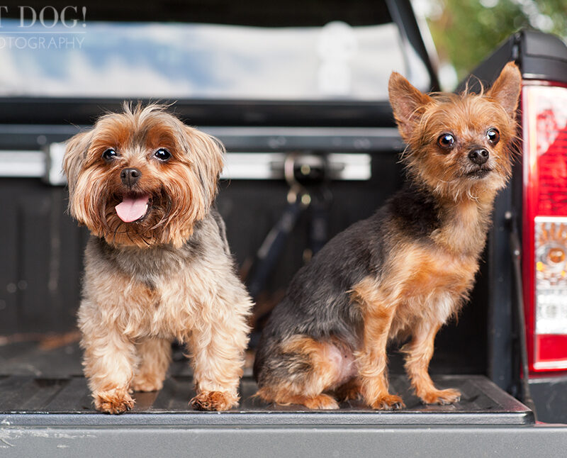 Peanut & Mim the Yorkies | Longwood Pet Photography