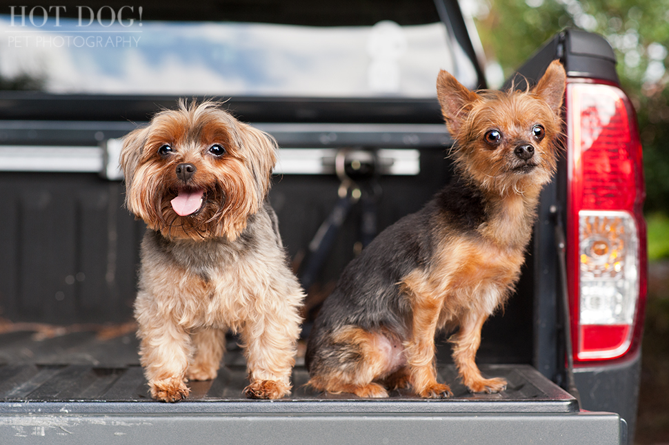 Peanut & Mim the Yorkies | Longwood Pet Photography