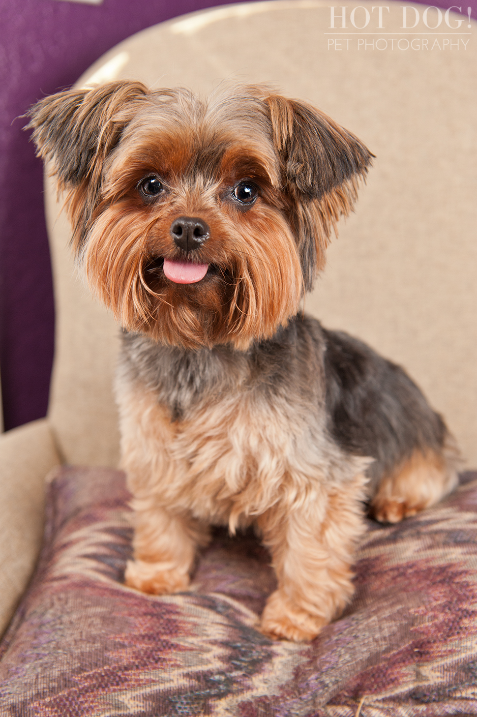 Peanut & Mim the Yorkies | Longwood Pet Photography